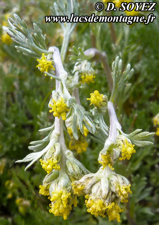 biologie-et-description-du-g-n-pi-jaune-ou-g-n-pi-blanc-ou-armoise